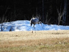 Trane (Grus grus)