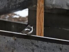 Svarthvit fluesnapper (Ficedula hypoleuca)