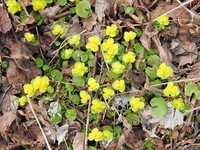 Maigull (Chrysosplenium alternifolium)