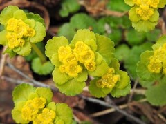 Maigull (Chrysosplenium alternifolium)