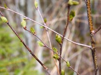 Bjørk (Betula pubescens)