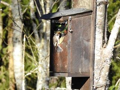 Svarthvit fluesnapper (Ficedula hypoleuca)