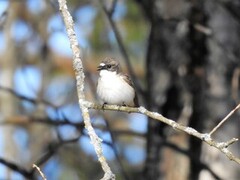 Svarthvit fluesnapper (Ficedula hypoleuca)