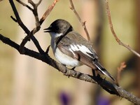 Svarthvit fluesnapper (Ficedula hypoleuca)