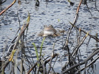 Buttsnutefrosk (Rana temporaria)