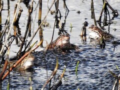 Buttsnutefrosk (Rana temporaria)