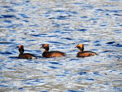 Horndykker (Podiceps auritus)