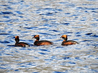 Horndykker (Podiceps auritus)