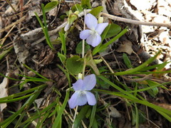 Engfiol (Viola canina)