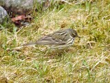 Trepiplerke (Anthus trivialis)