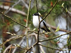 Svarthvit fluesnapper (Ficedula hypoleuca)