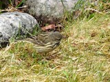 Trepiplerke (Anthus trivialis)