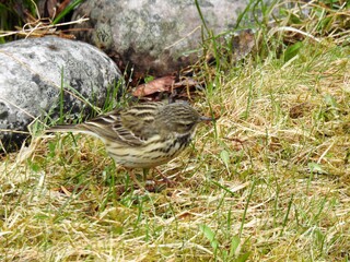 Trepiplerke (Anthus trivialis)