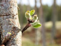 Eple (Malus ×domestica)