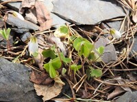 Gjøkesyre (Oxalis acetosella)