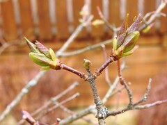 Syrin (Syringa vulgaris)