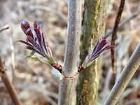 Rødhyll (Sambucus racemosa)