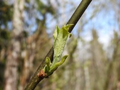 Selje (Salix caprea)