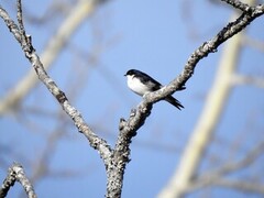 Taksvale (Delichon urbicum)