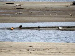 Brushane (Calidris pugnax)