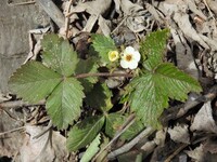 Markjordbær (Fragaria vesca)