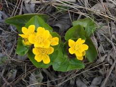 Bekkeblom (Caltha palustris)