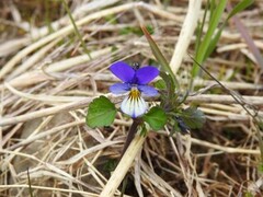 Stemorsblom (Viola tricolor)