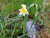 Pinselilje (Narcissus poeticus)