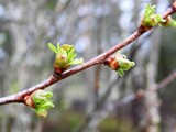 Kirsebær (Prunus cerasus)