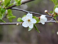 Plomme (Prunus domestica)