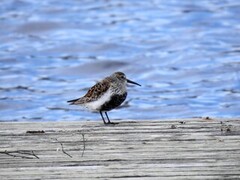 Myrsnipe (Calidris alpina)