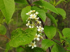 Hegg (Prunus padus)