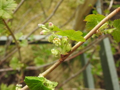 Solbær (Ribes nigrum)