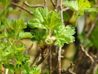 Stikkelsbær (Ribes uva-crispa)