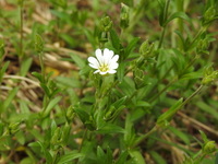 Storarve (Cerastium arvense)