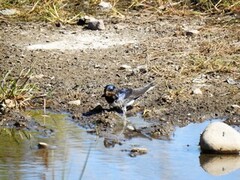 Låvesvale (Hirundo rustica)