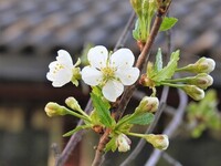 Kirsebær (Prunus cerasus)