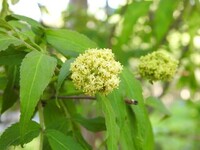 Rødhyll (Sambucus racemosa)