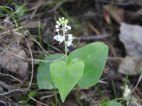 Maiblom (Maianthemum bifolium)