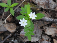 Skogstjerne (Trientalis europaea)