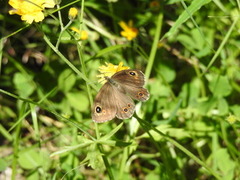 Klipperingvinge (Lasiommata maera)