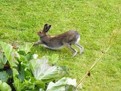 Hare (Lepus timidus)