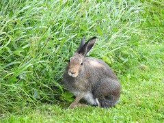Hare (Lepus timidus)