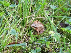 Spissnutefrosk (Rana arvalis)