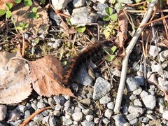 Bringebærspinner (Macrothylacia rubi)