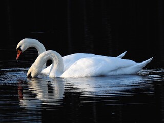 Knoppsvane (Cygnus olor)