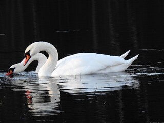 Knoppsvane (Cygnus olor)