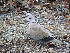 Tyrkerdue (Streptopelia decaocto)