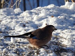 Nøtteskrike (Garrulus glandarius)