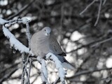 Tyrkerdue (Streptopelia decaocto)